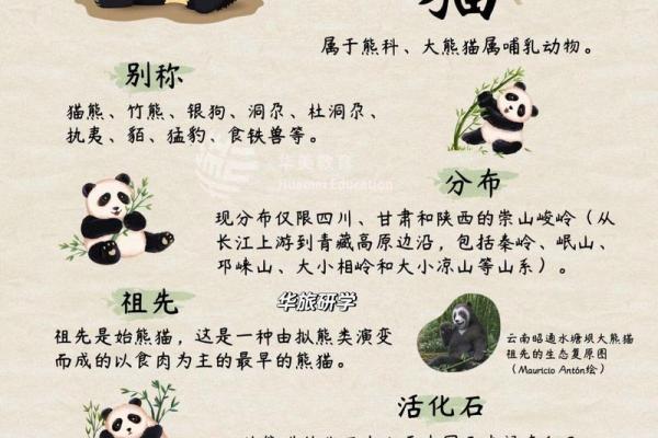 熊茂是什么动物 熊茂的动物种类介绍